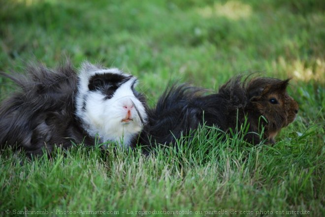 Photo de Cochon d'inde - races diffrentes