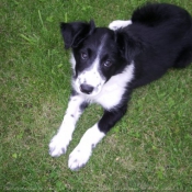 Photo de Border collie