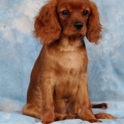 Photo de Cavalier king charles spaniel