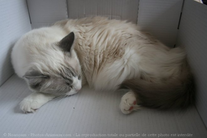 Photo de Ragdoll