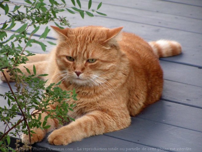 Photo de Chat domestique