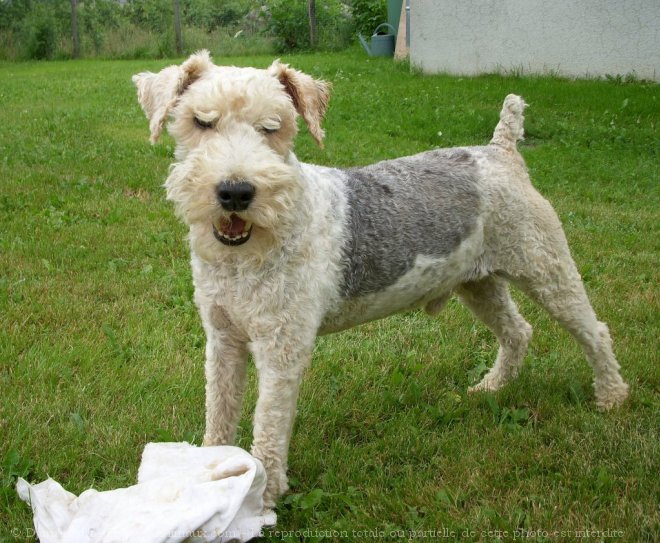 Photo de Fox terrier  poil dur