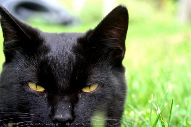 Photo de Chat domestique