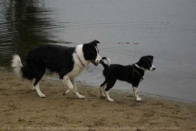 Photo de Border collie