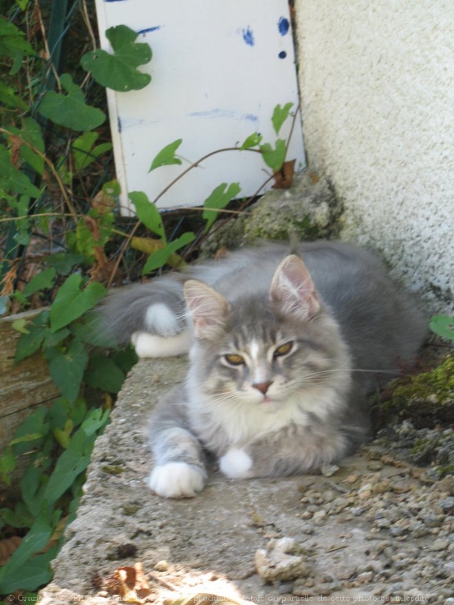 Photo de Maine coon