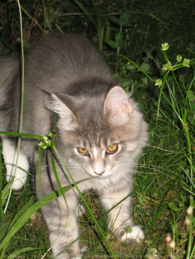 Photo de Maine coon