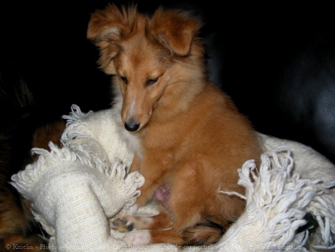 Photo de Chien de berger des shetland