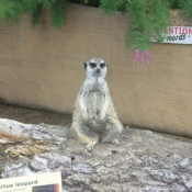 Photo de Suricate