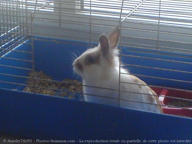 Photo de Lapin