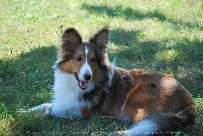 Photo de Chien de berger des shetland