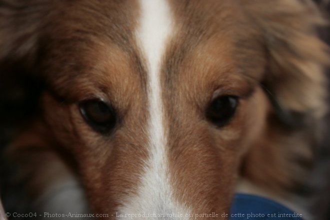 Photo de Chien de berger des shetland