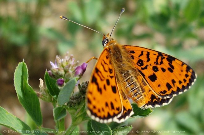 Photo de Papillon