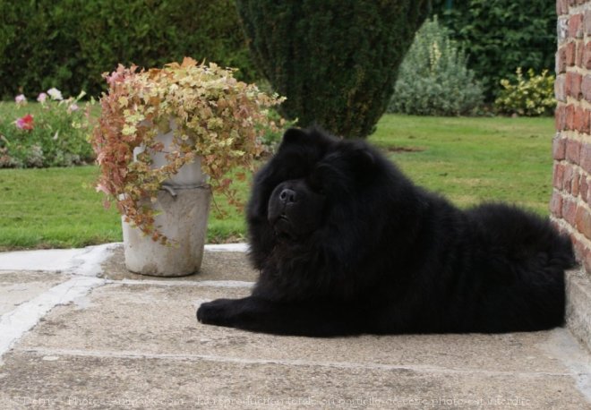 Photo de Chow chow