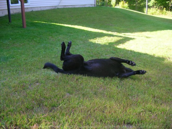 Photo de Labrador retriever