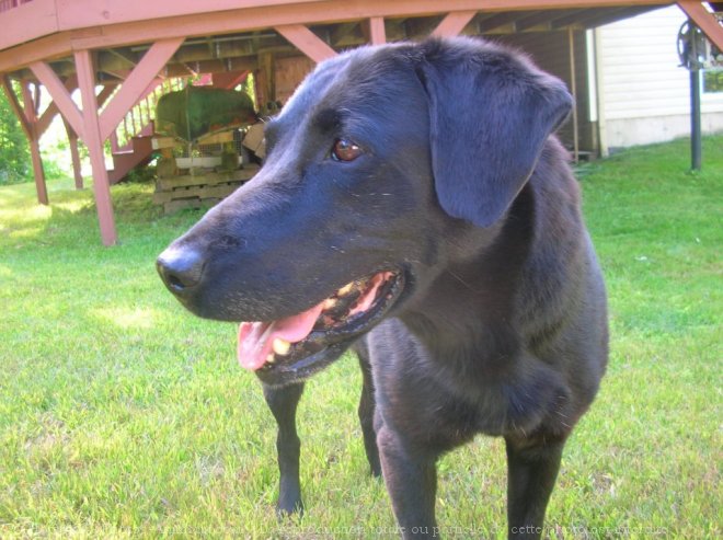 Photo de Labrador retriever