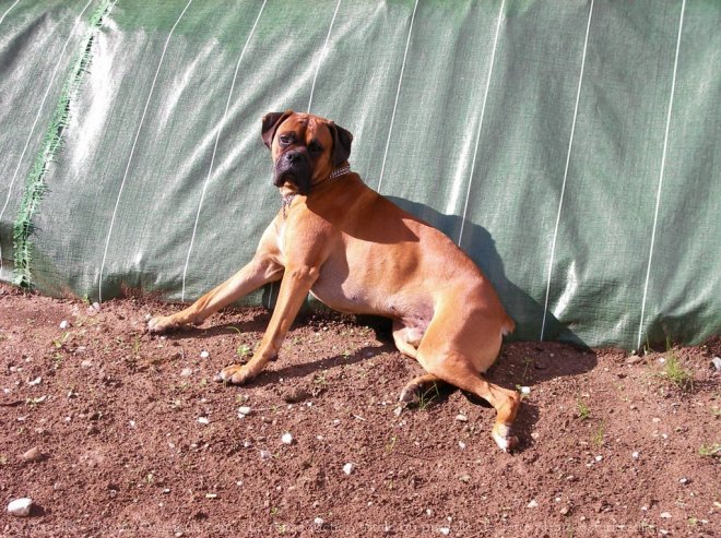 Photo de Boxer