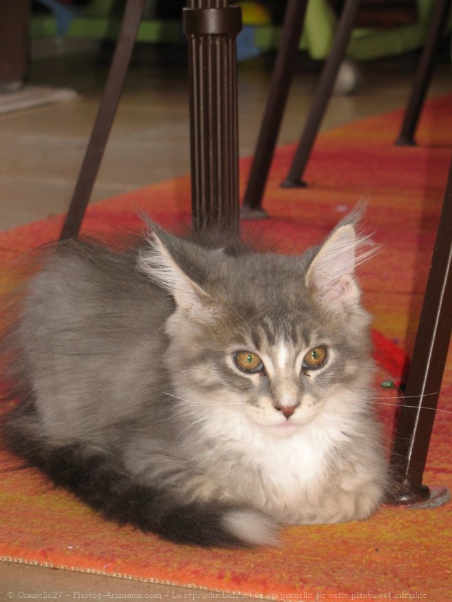 Photo de Maine coon