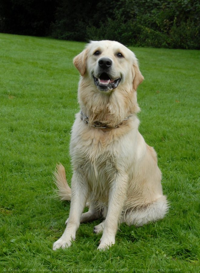 Photo de Golden retriever