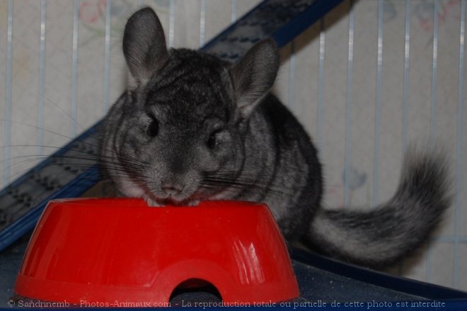 Photo de Chinchilla