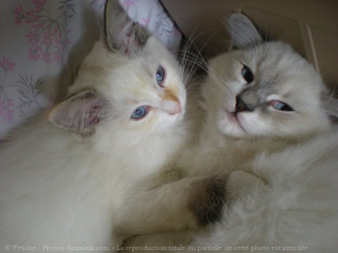 Photo de Ragdoll