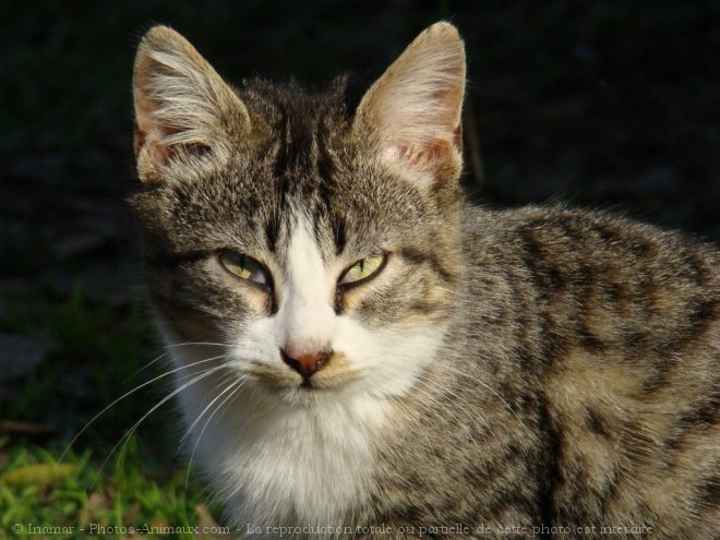 Photo de Chat domestique