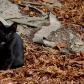 Photo de Chat domestique