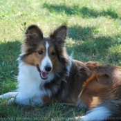 Photo de Chien de berger des shetland