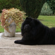 Photo de Chow chow