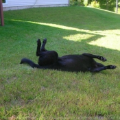 Photo de Labrador retriever