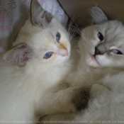 Photo de Ragdoll