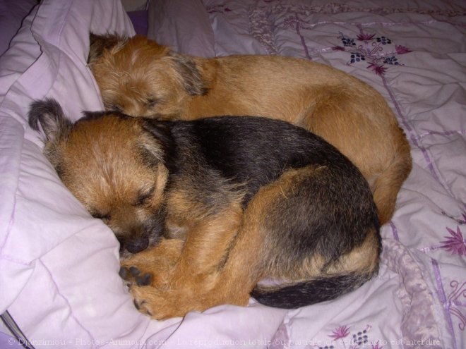 Photo de Border terrier