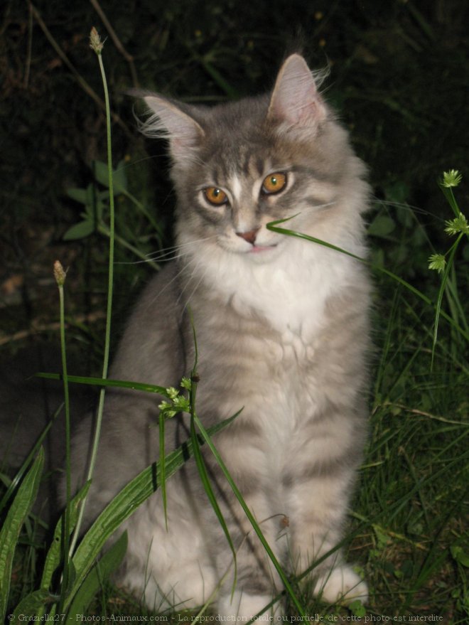 Photo de Maine coon