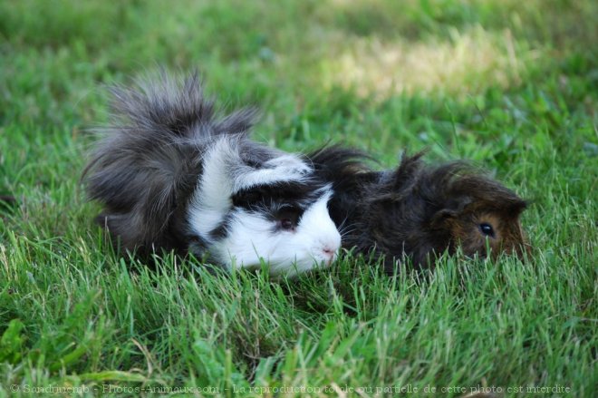 Photo de Cochon d'inde - races diffrentes