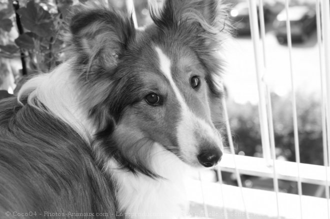 Photo de Chien de berger des shetland