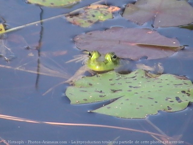 Photo de Grenouille