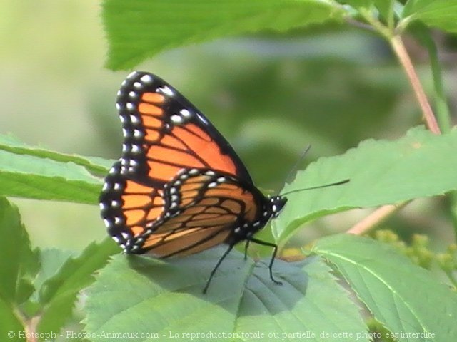 Photo de Papillon