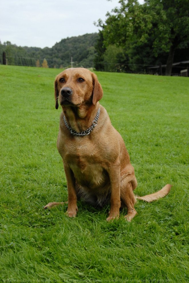 Photo de Labrador retriever