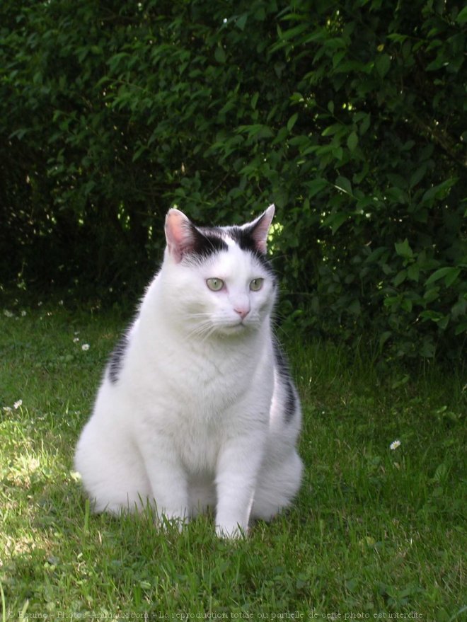 Photo de Chat domestique