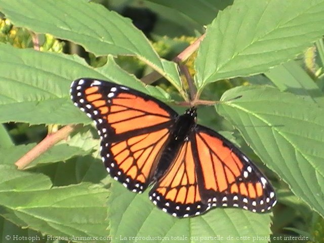 Photo de Papillon