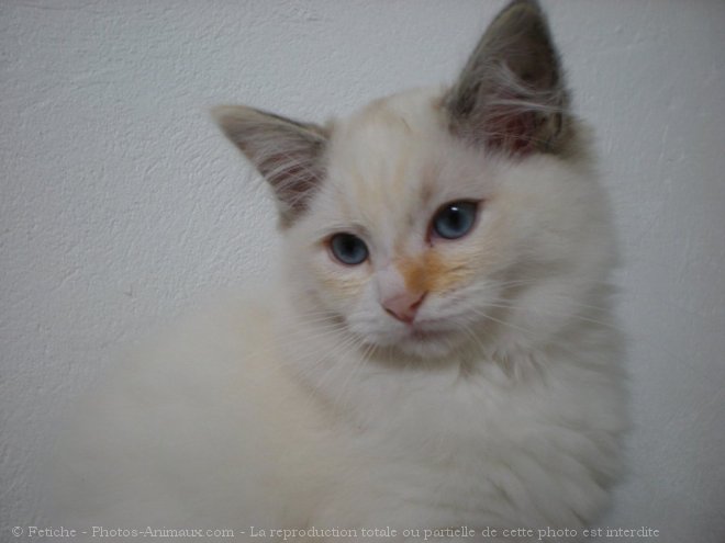 Photo de Ragdoll