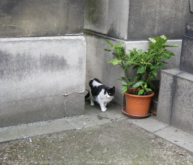 Photo de Chat domestique