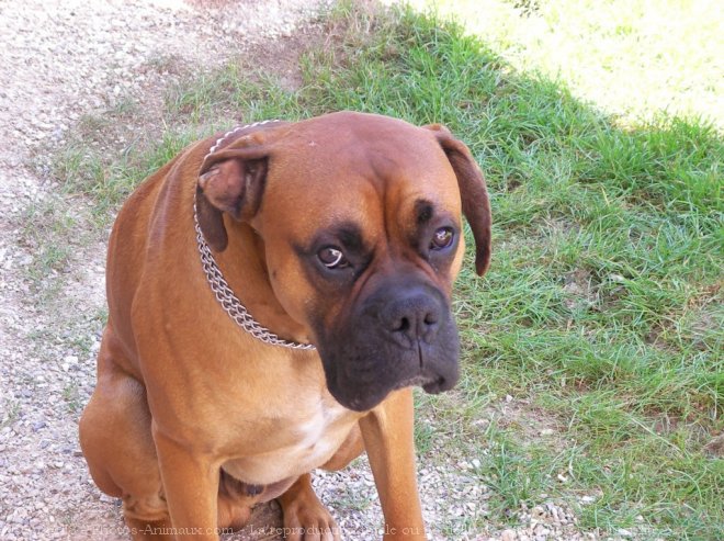 Photo de Boxer