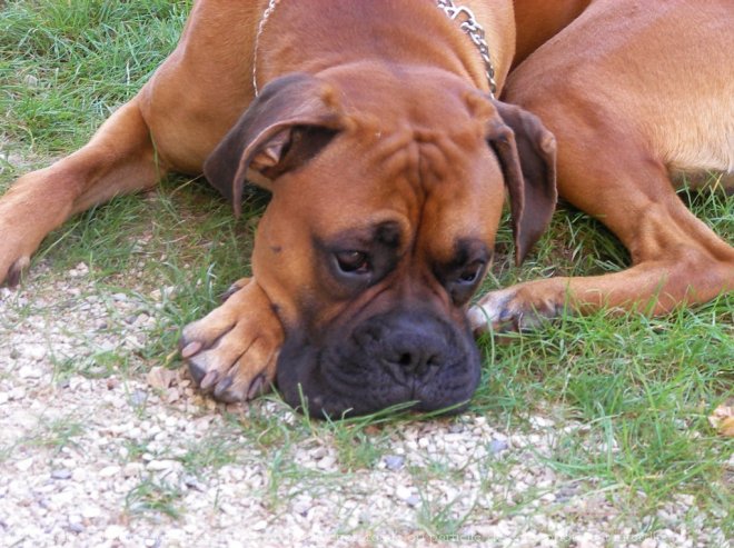 Photo de Boxer