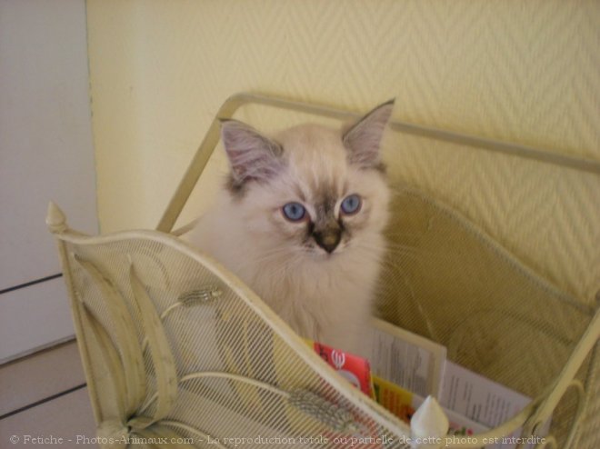 Photo de Ragdoll