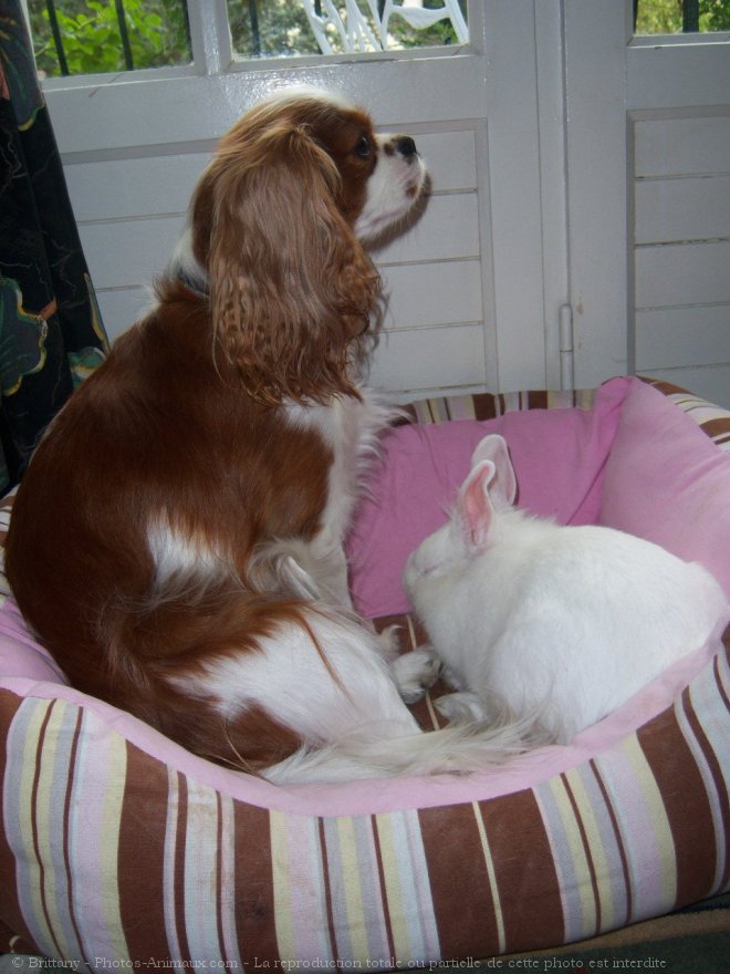 Photo de Cavalier king charles spaniel