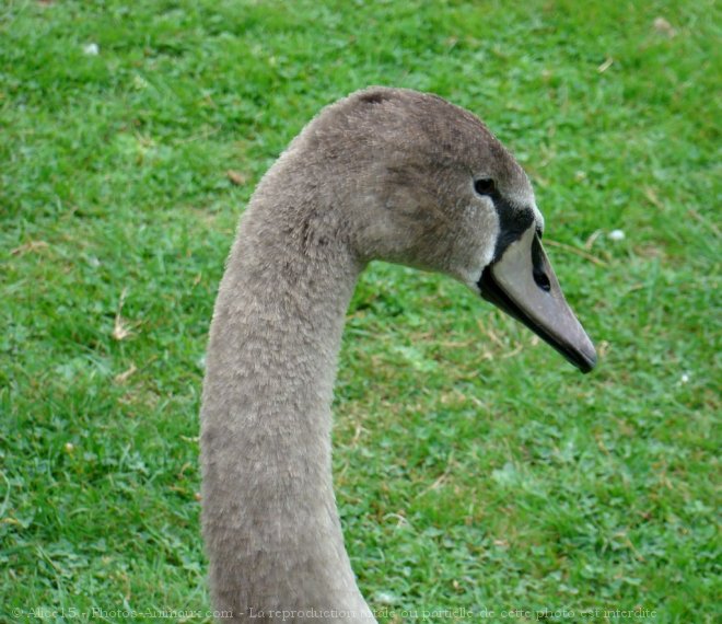 Photo de Cygne