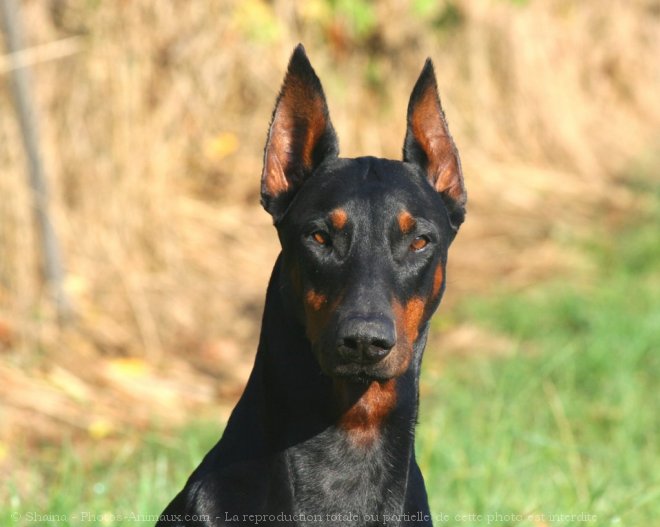 Photo de Dobermann