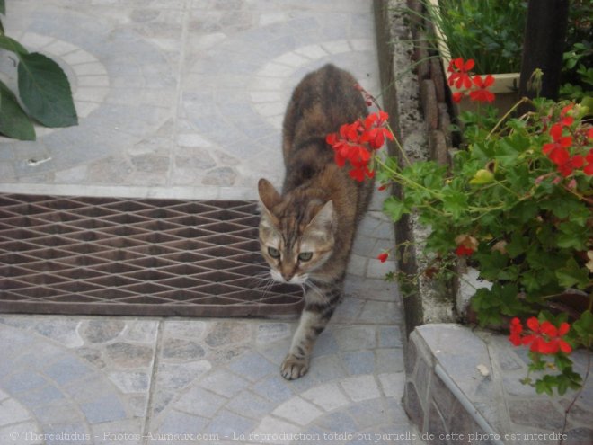 Photo de Chat domestique