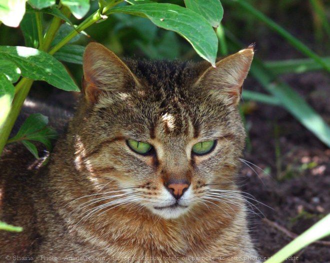 Photo de Chat domestique