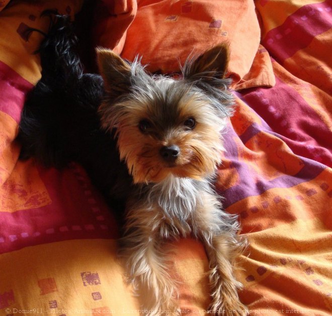 Photo de Yorkshire terrier